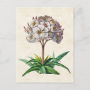 Suche nach frangipani postkarten Tropisch
