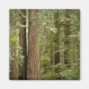 Suche nach baumstämme magnete Baumstamm