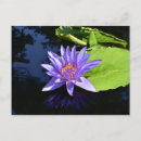 Suche nach seerose postkarten Lilie