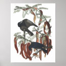 Suche nach crowe poster Krähen