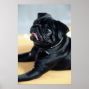 Suche nach mops poster Hund