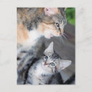Suche nach wütende katze postkarten Kätzchen