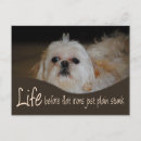 Suche nach shih tzu postkarten Lustig