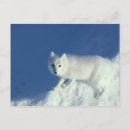 Suche nach fuchs im schnee postkarten Weiß