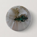 Suche nach käfer buttons Insekten