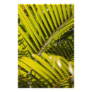 Suche nach palmwedel poster Grün