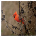 Suche nach nordstern fliesen Vogel