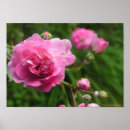 Suche nach rosenplakat Blume