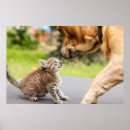 Suche nach hunde und katzen poster Liebe