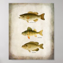 Suche nach panfish Panfisch
