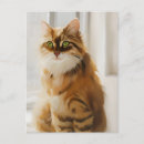 Suche nach katze im fenster postkarten Kitty