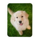 Suche nach goldener welpe magnete Tier