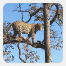 Suche nach afrika aufkleber Tierwelt