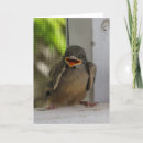 Suche nach lächelnder vogel Niedlich