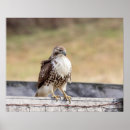 Suche nach rapper poster Tiere