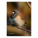 Suche nach spatz karten Wildtiere