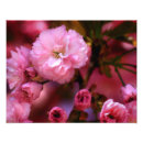 Suche nach kirschen kunst poster Für sie