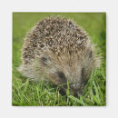 Suche nach niedlicher igel magnete Wild