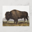 Suche nach amerikanischer bison postkarten Wildtiere