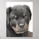 Suche nach rottweiler welpe poster Tiere
