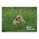 Suche nach vogelkunde postkarten Vogel foto