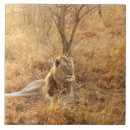 Suche nach lion fliesen Tierwelt
