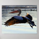 Suche nach seevogel poster Vögel