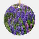 Suche nach lupinen ornamente Blume