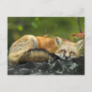 Suche nach schlafen postkarten Tiere