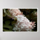 Suche nach rosa hydrangea poster Blume