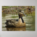 Suche nach quaken poster Natur