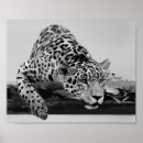 Suche nach leopard poster Große katze