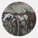 Suche nach paint horse aufkleber Foto