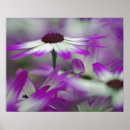 Suche nach keukenhof poster Adam jones