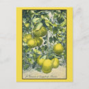 Suche nach grapefruit postkarten Vintag