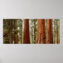 Suche nach riesiger baum poster Gigantische sequoia