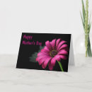 Suche nach chrysantheme karten Rosa