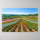 Suche nach hokkaido poster Blume