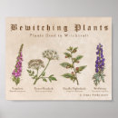 Suche nach digitalis poster Purpurea