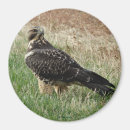 Suche nach bussard Raubvögel