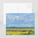 Suche nach pferde postkarten Tierfotografie