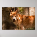 Suche nach dingo poster Hund