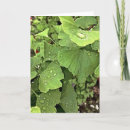 Suche nach ginkgo blätter postkarten Baum