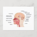 Suche nach ihr gehirn karten Bildung