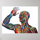 Suche nach venen poster Arterien