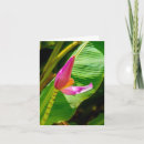 Suche nach bananen blume postkarten Rosa