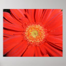 Suche nach roter gerbera kunst Rote blume