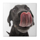 Suche nach schwarzes labrador fliesen Welpe