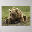 Suche nach braunbär poster Fauna