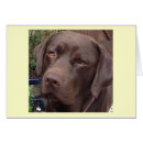 Suche nach schokoladenlabrador Geburtstag